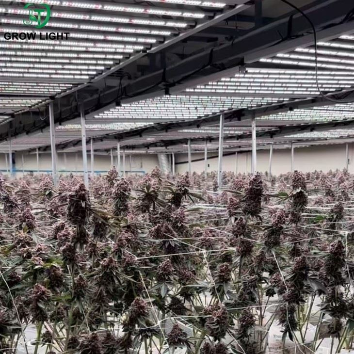indoor led grow lights for plants