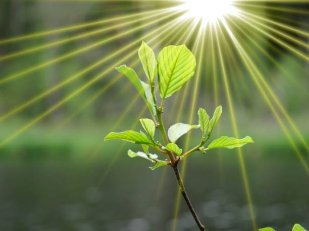 Light Intensity Light Intensity