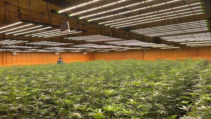 cannabis cultivation cannabis cultivation