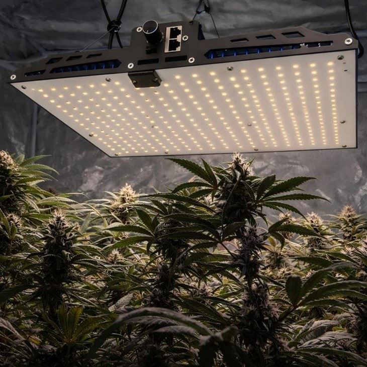 quantum board GROW LIGHTS