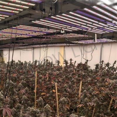 هل ستؤثر مصابيح LED النباتية على درجة حرارة الدفيئة؟